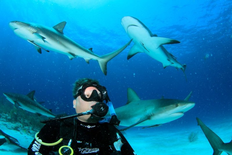 Ben Cagle diving with Caribbean reef sharks in the Bahamas